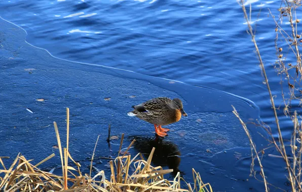Ice, bird, water, park, lake, duck