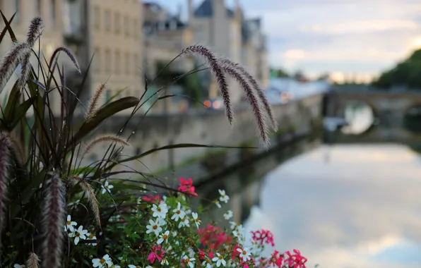Картинка город, Франция, цветочки, боке, Metz