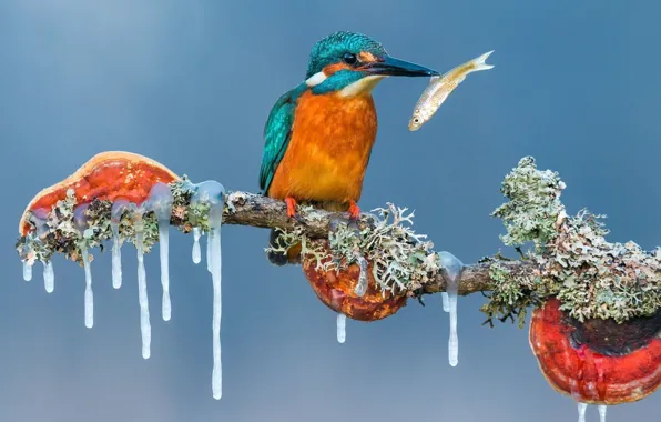 Ice, animals, nature, winter, birds, fish, branch, kingfisher