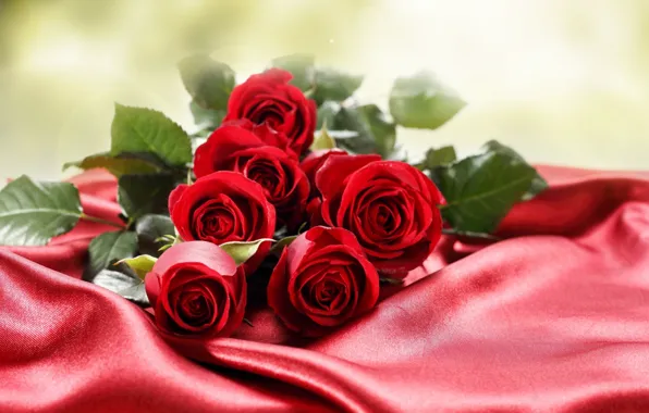 Картинка цветы, фото, розы, много, бордовый