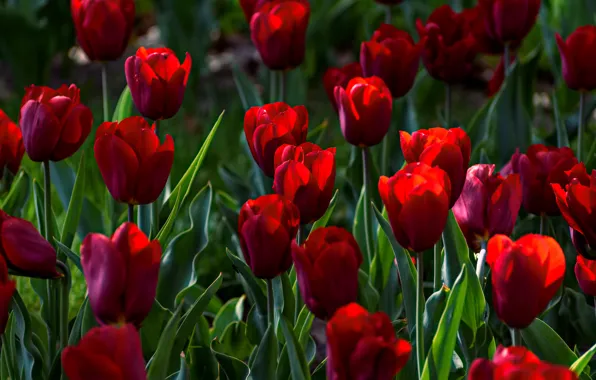 Зелень, листья, свет, цветы, красный, поляна, яркие, весна