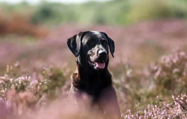 Взгляд, фон, друг, собака