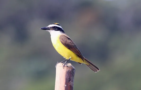 Картинка Wood, Yellow, Bird, Beak, Eye, Bem-Te-Vi