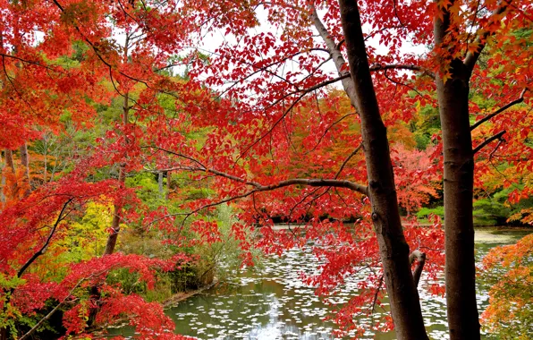 Осень, лес, листья, вода, деревья, багрянец