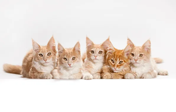 Картинка кот, кошки, котята, белый фон, мейн-кун