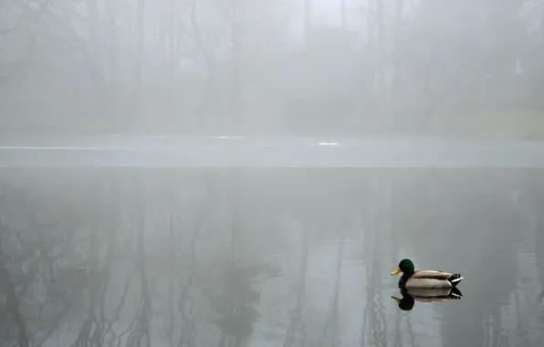 Картинка пейзаж, туман, озеро, утка
