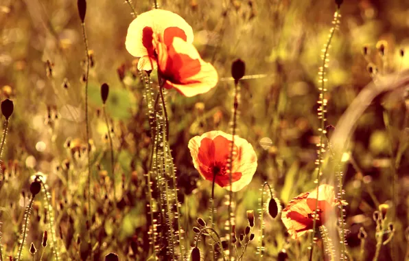 Red, field, poppy