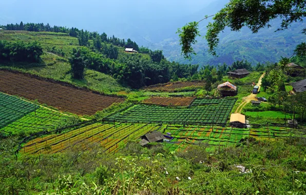 Небо, Природа, Деревья, Поля, Nature, Sky, Вьетнам, Vietnam