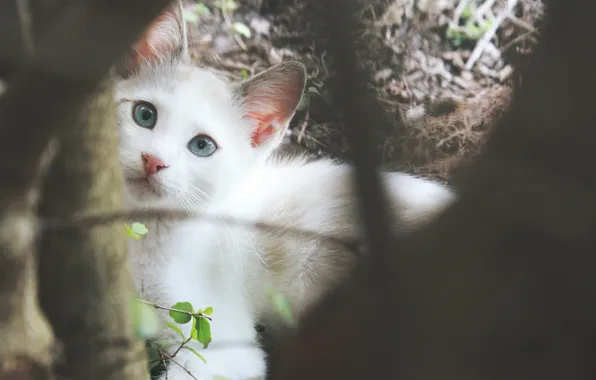 Белый, котенок, смотрит