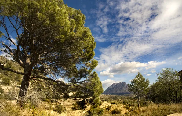 Картинка деревья, долина, Испания, Spain, гора Пуч Кампана, Puig Campana Mountain