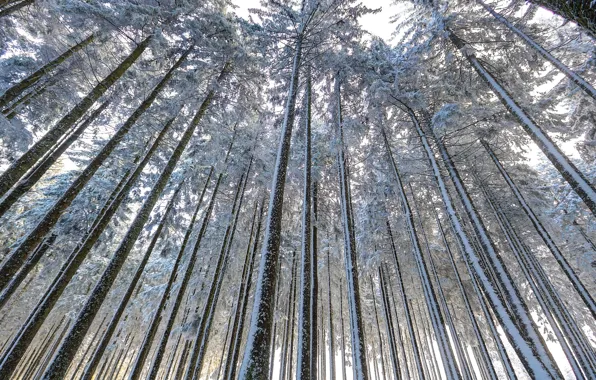 Осень, лес, деревья