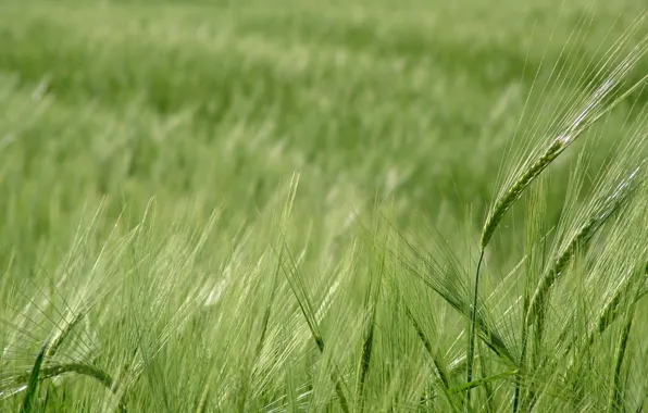 Картинка пшеница, зелень, поле