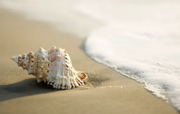 Картинка песок, море, ракушка, прибой