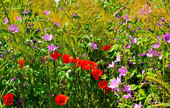 Картинка поле, трава, цветы, маки, лепестки, луг