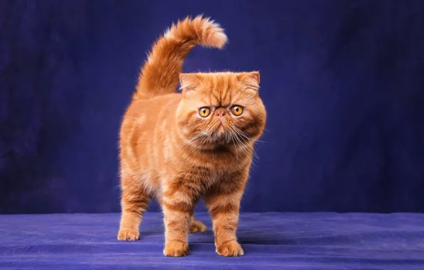 Кошка, кот, взгляд, морда, поза, котенок, лапки, рыжий