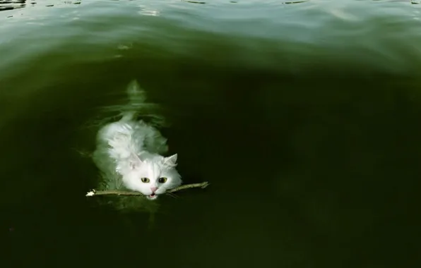 Кошка, водоем, палка, несет палочку, тренерованная, послужная