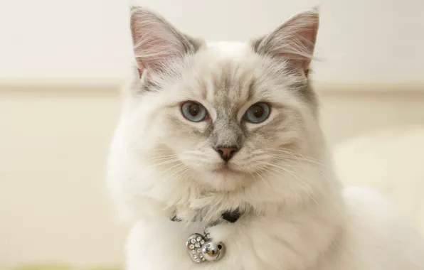 Кошка, белый, кот, взгляд, портрет, ошейник, мордашка, рэгдолл