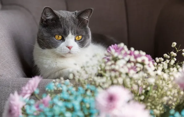 Кошка, кот, взгляд, цветы, поза, портрет, букет, кресло