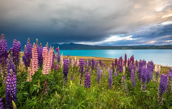 Цветы, горы, озеро, Новая Зеландия, луг, New Zealand, Lake Tekapo, люпины