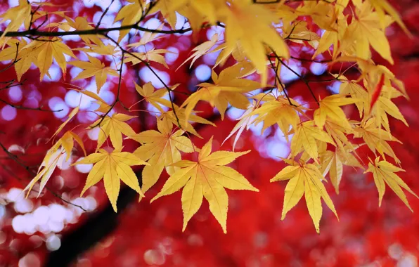 Осень, листва, золотой, алый, autumn, leafs, боке, bokeh