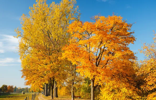 Небо, пейзаж, Autumn trees, золотая осень