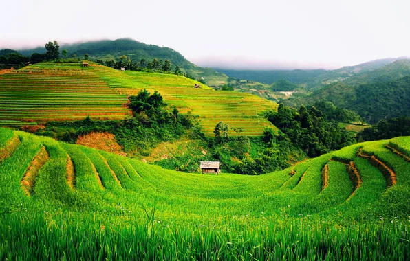 Пейзаж, горы, поля, зеленые, хижина, Вьетнам