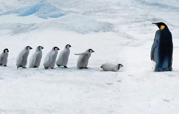 Птенцы, Антарктида, императорский пингвин, Сноу-Хилл-Айленд