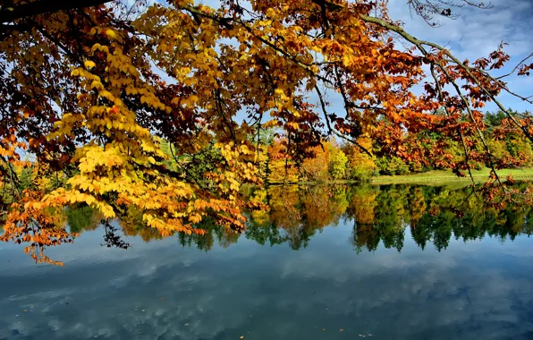 Картинка осень, небо, листья, деревья, озеро, ветка