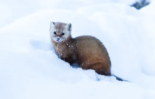 Зима, снег, природа, хищник, боке, зверёк, куница, Pine Marten