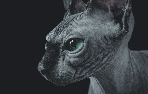 Кошка, животные, обои, сфинкс, канадский сфинкс, sphynx, сфинкс котенок