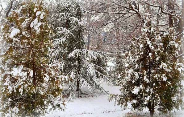 Картинка Зима, Деревья, Снег, Мороз, Winter, Frost, Snow, Trees