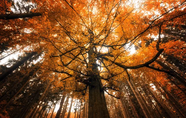 Картинка осень, лес, деревья, природа