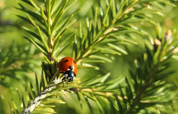 Red, insect, ladybird