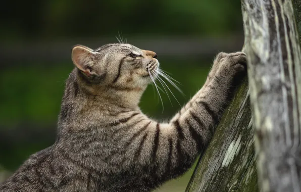 Кот, дерево, когти