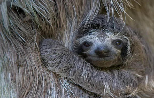 Картинка ленивец, детёныш, Коста-Рика