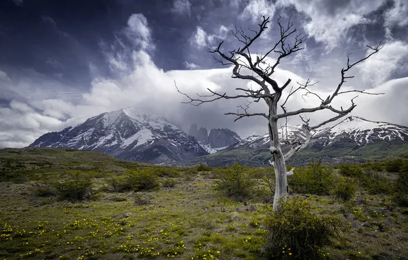 Горы, дерево, Torres del Paine National Park