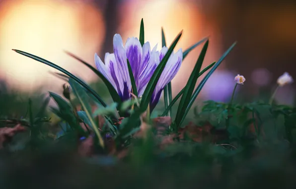 Цветы, природа, весна