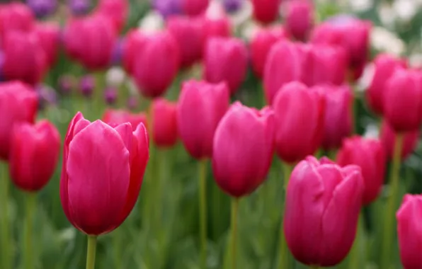 Картинка поле, фокус, лепестки, размытость, тюльпаны, розовые, field, Tulips