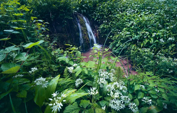 Зелень, заросли, водопад