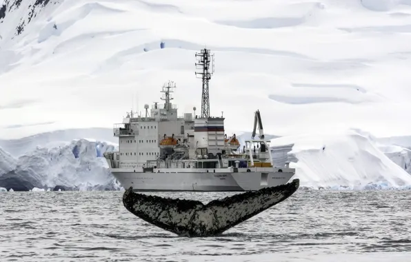 Картинка iceberg, Antarctica, humpback whale, expedition ship, Akademik Ioffe