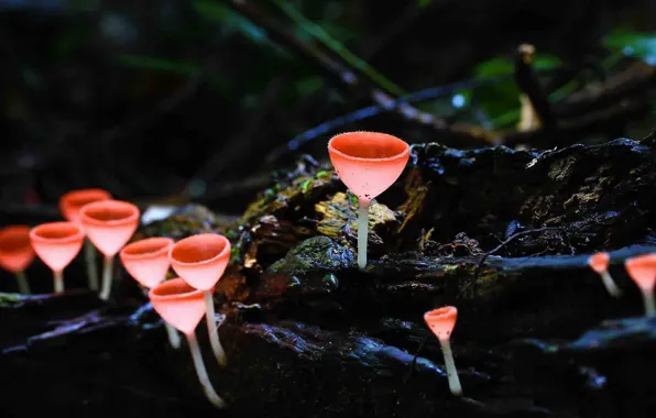 Грибы, Франция, Бургундия, Champignon Cookeina