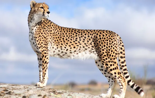 Картинка cat, animal, WILDLIFE, aFRICA, cheetah_