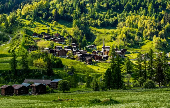 House, grass, forest, road, trees, field, landscape, nature