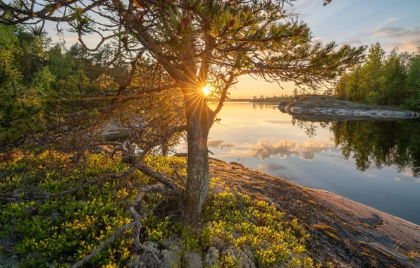 Картинка солнце, лучи, пейзаж, закат, природа, отражение, камни, дерево