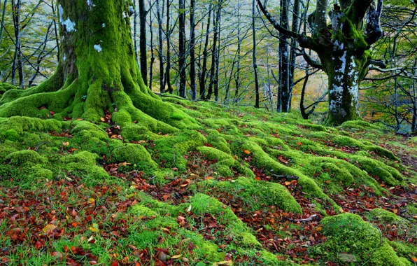 Картинка осень, лес, деревья, корни, мох