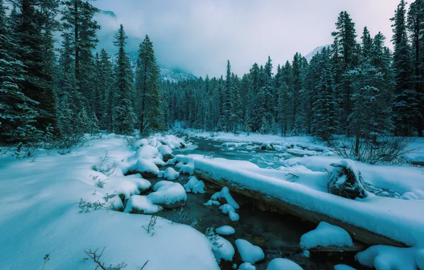 Зима, Снег, Камни, Речка, Ельник, Предгорья