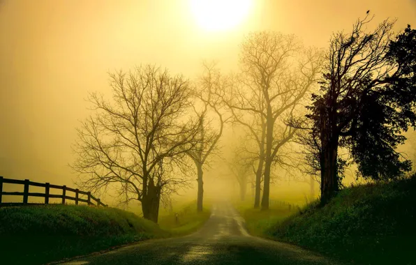 Картинка деревья, пейзаж, природа, туман, утро, мгла