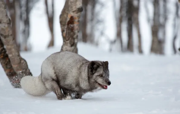 Снег, деревья, бег, trees, snow, боке, bokeh, running