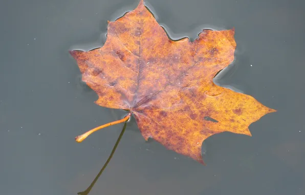 Осень, вода, лист, клен