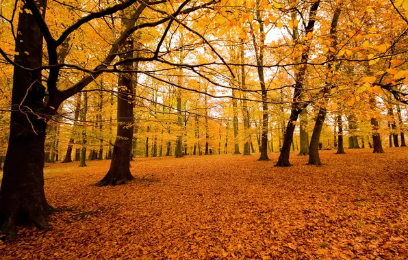 Картинка осень, лес, природа, парк, листва, посадка